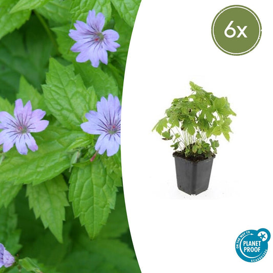 🌸 6x Geranium nodosum – Sierlijke Bodembedekker voor een Kleurrijke Border – Ø9 cm pot