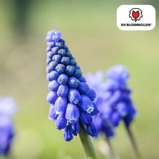 Muscari ‘Bleu Moon’ 🌸 | Intens Blauw & Voorjaarsbloeier (20 stuks)