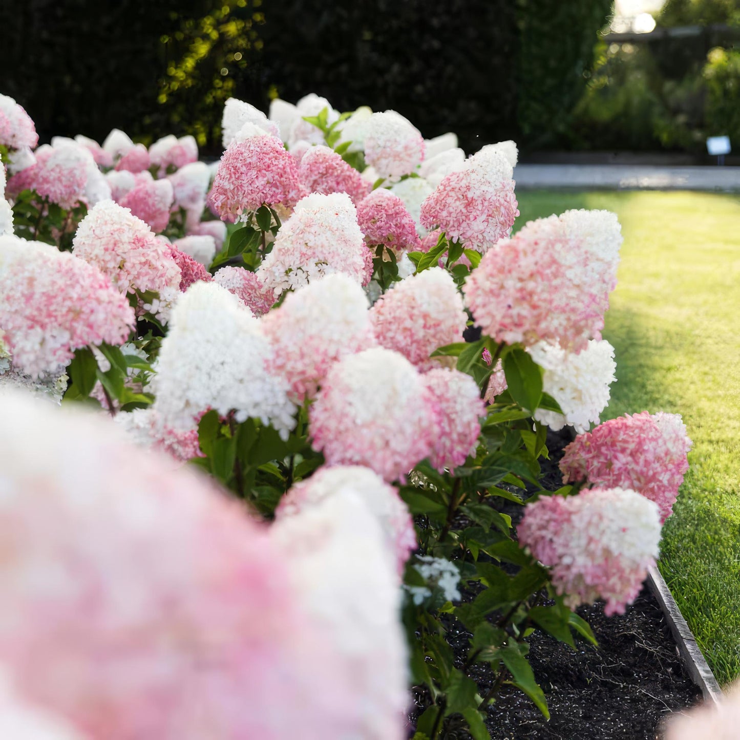 🌸 Hydrangea panniculata ‘Living Pink & Rose’ – Pluimhortensia