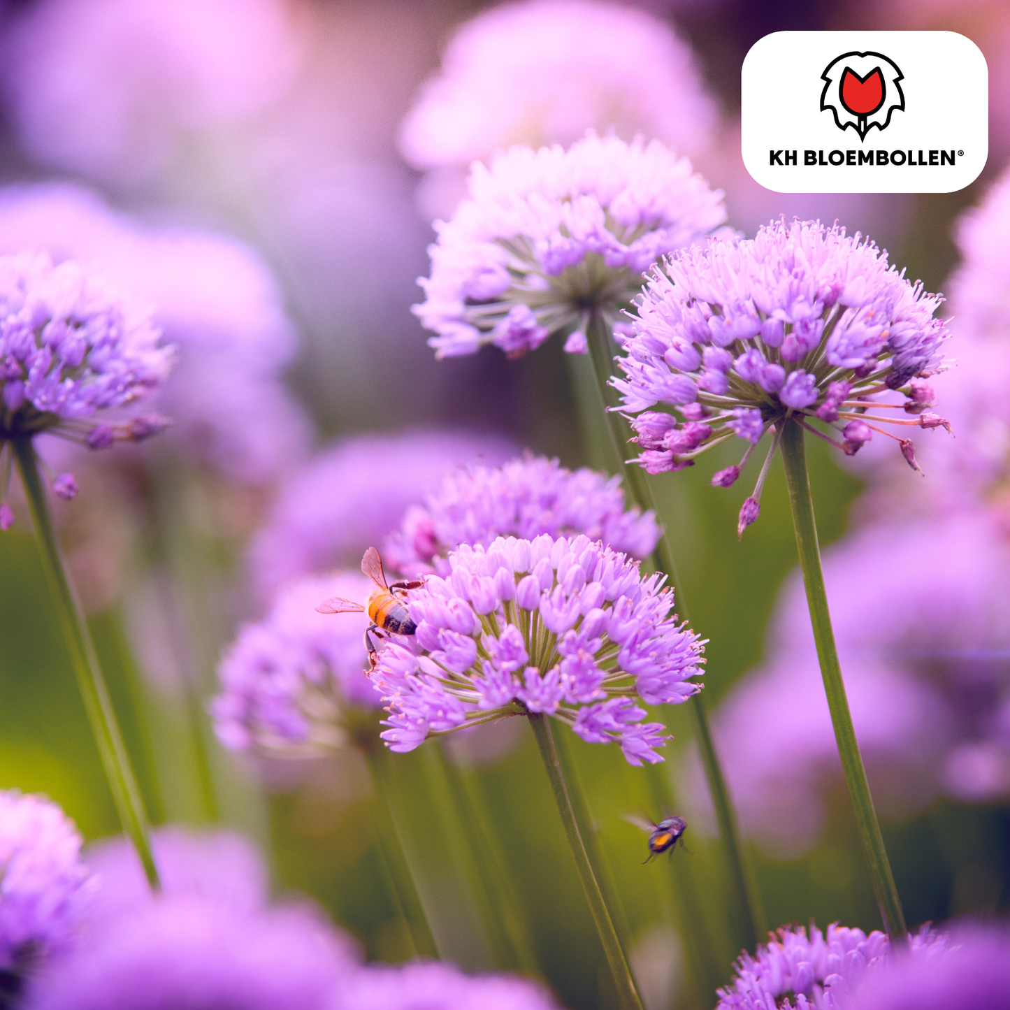Allium carolinianum 🌸 | 15 Bloembollen – Subtiele Sierui voor Elegante Borders