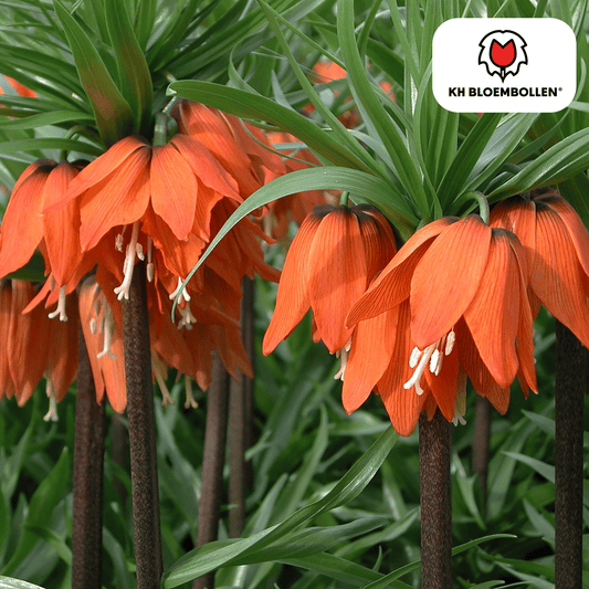 🌼 Fritillaria imperialis ‘Rubra’ Keizerskroon Rood/Oranje & Insectenwerend (5 stuks)