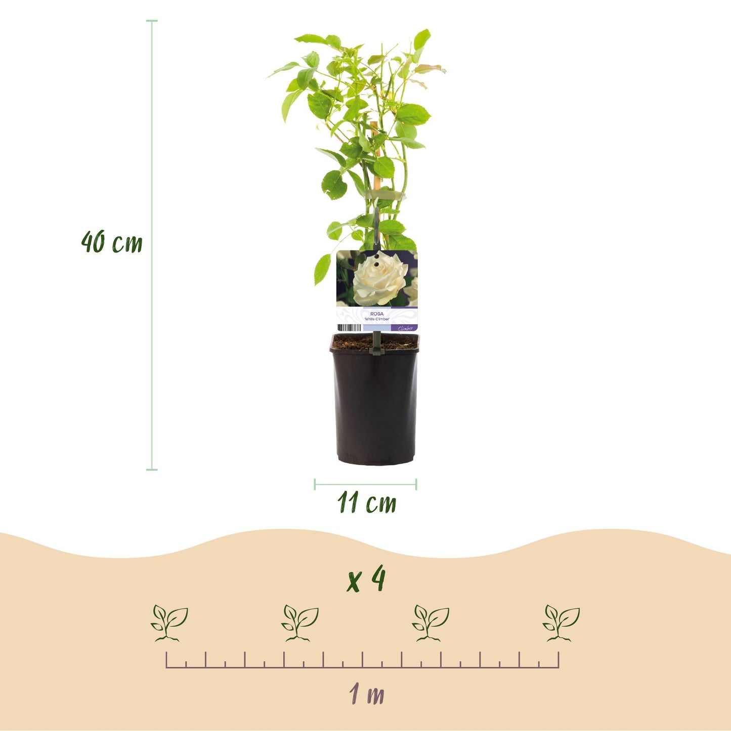 🤍 Rosa ‘White Climber’ – Klimroos (2 Stuks)