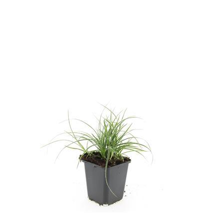 🌿 Luzula nivea – Wintergroene Schaduwbodembedekker (24 stuks)