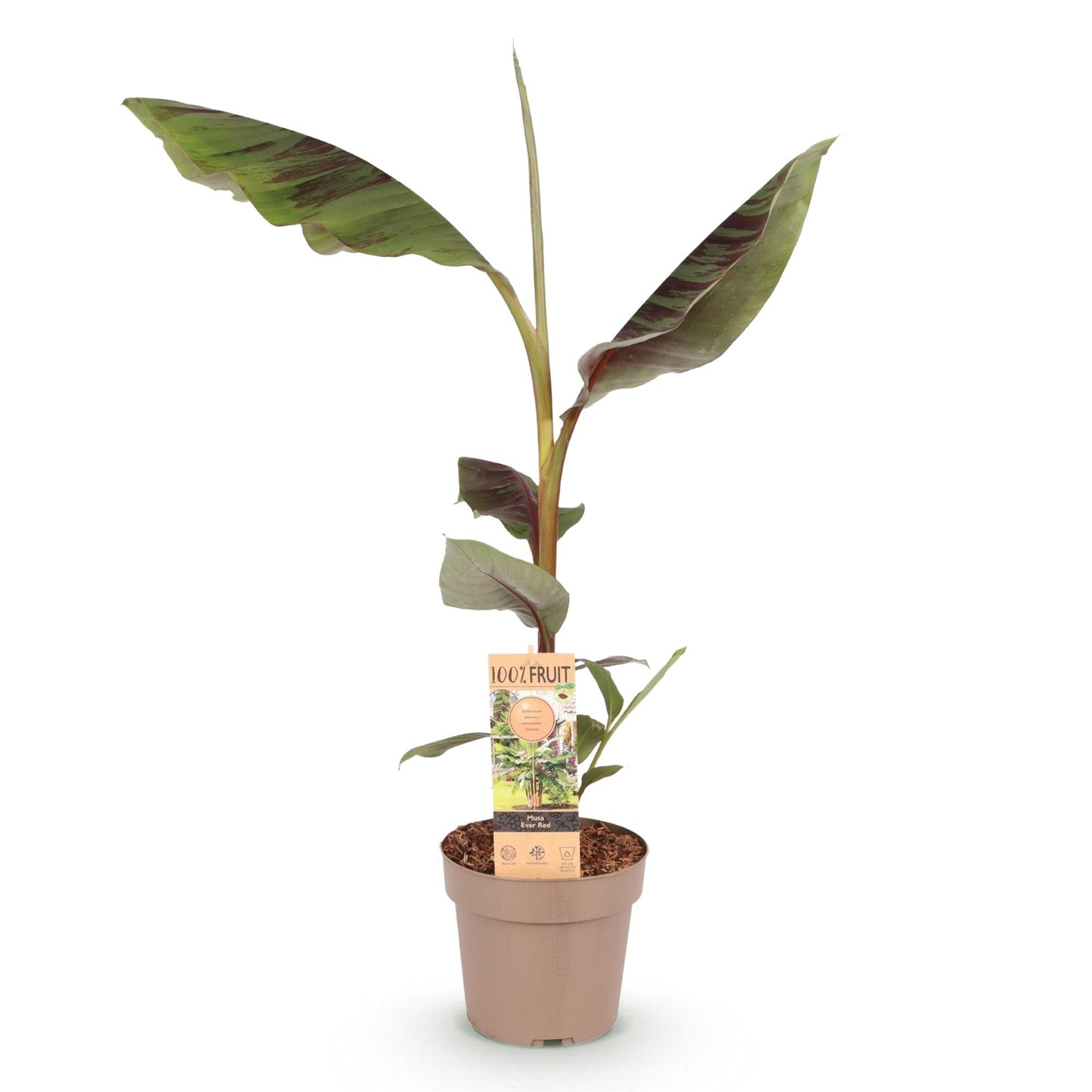 🌴 Musa ‘Ever Red’ – Japanse Vezelbanaan | Exotische Bananenplant