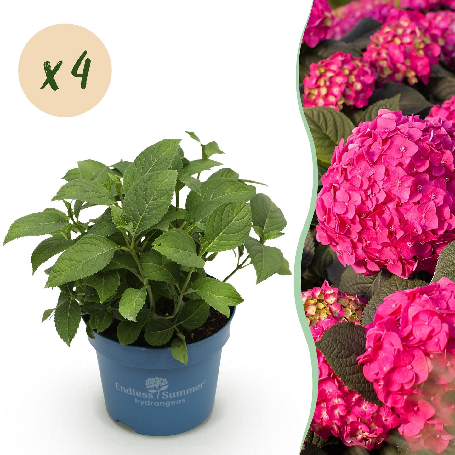 🌸 Hydrangea ‘Summer Love Red’ | Hortensia (4 Stuks)