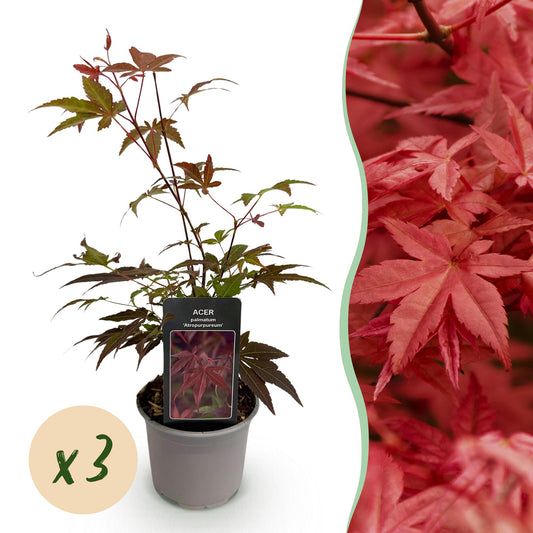 🍁 Acer palmatum ‘Atropurpureum’ – Paarse Japanse Esdoorn | (3 stuks)