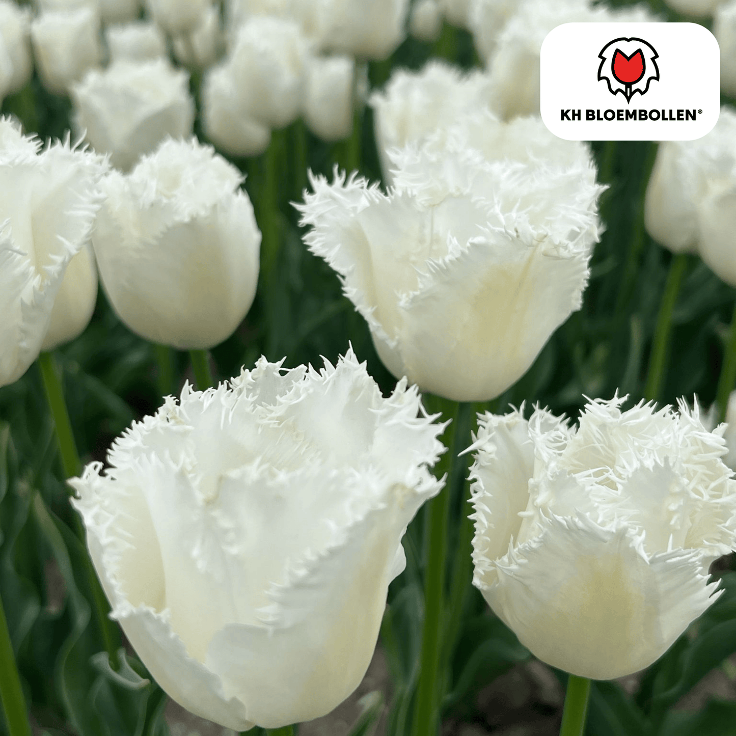 🌷 Tulpenbollen ‘Honeymoon’ – Witte Tulp met Kartelrand (20 Stuks)