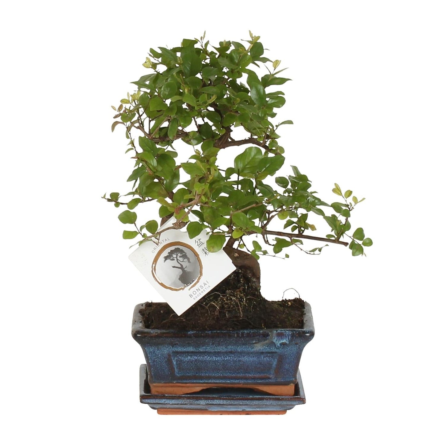 🌳 Bonsai ‘Sageretia’ – S-vorm