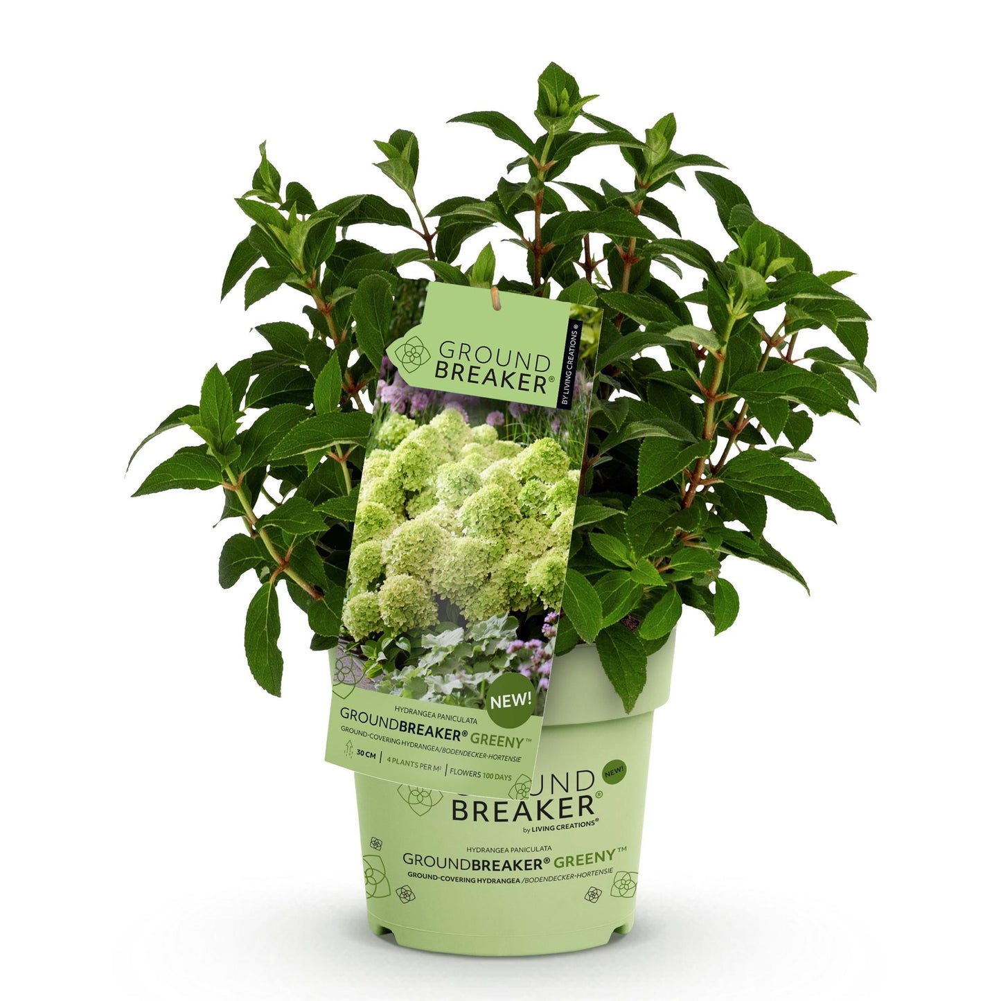 🌸 Hydrangea Groundbreaker Greeny | Pluimhortensia