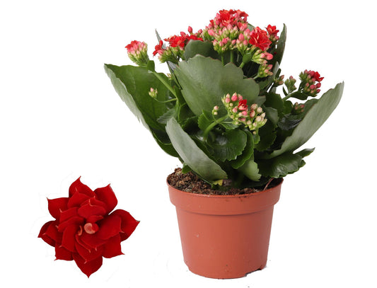🌸 Kalanchoe Rosalina Don Justino Rood | Bloeiende Kamerplant