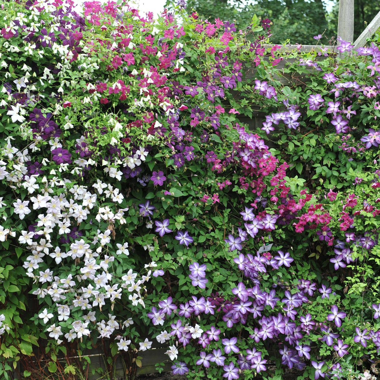 🌸 Clematis Mix ‘Tricolour’ (3 Stuks)