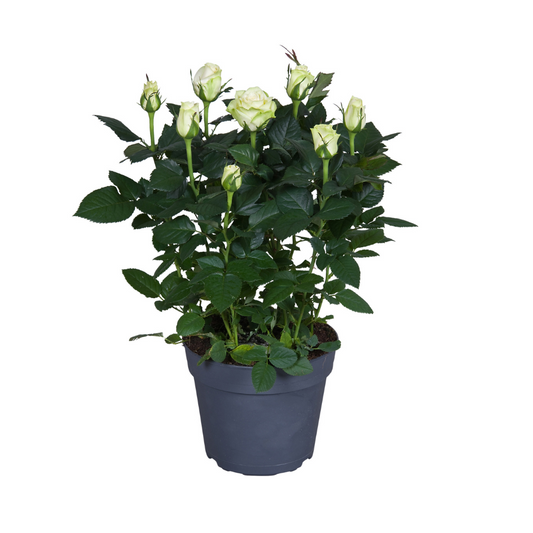 🌹 Rosa – Witte Rozenplant
