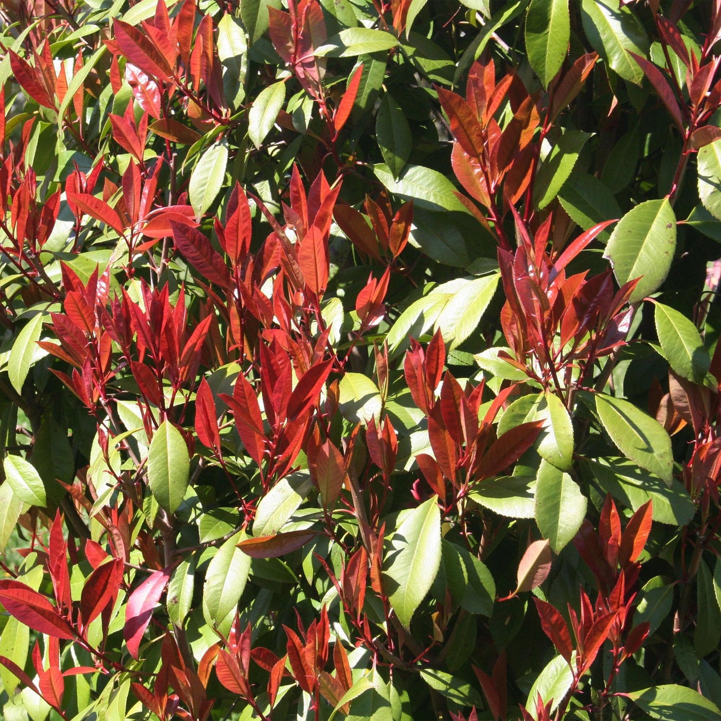 🌿 Photinia fraseri ‘Carré Rouge’ | Terrasplant (XL)