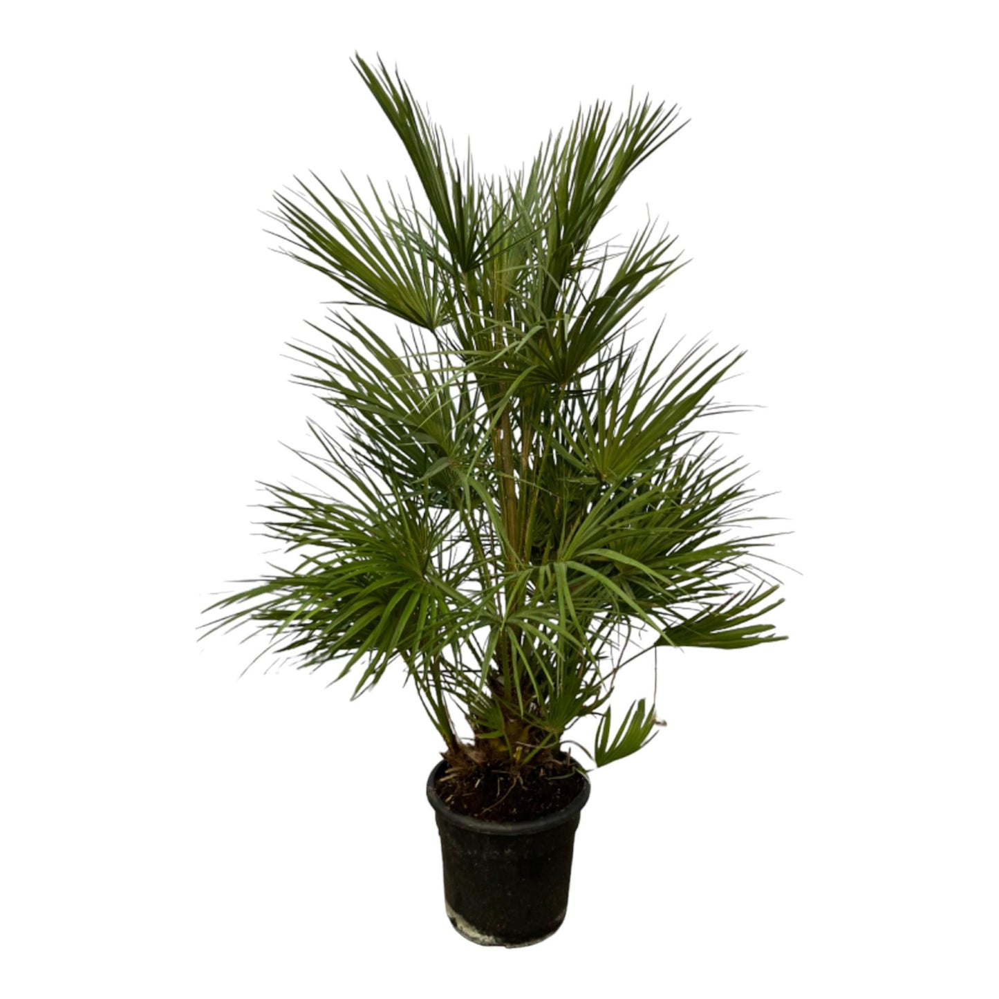🌴 Chamaerops Humilis – Europese Dwergpalm