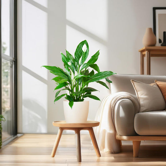 🌸 Spathiphyllum ‘Viber’ wit