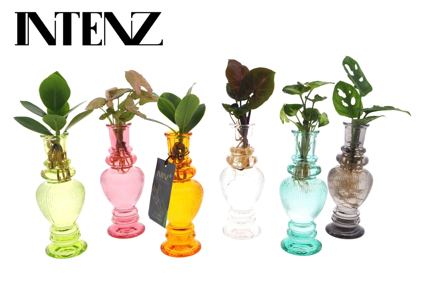 🌿 Kamerplanten Mix in Venice Glas | Stijlvolle Groene Set (6 Stuks)
