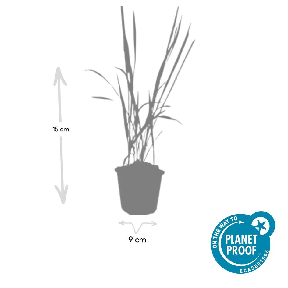 🌾 Imperata cylindrica ‘Red Baron’ | Japans Bloedgras (6 Stuks)