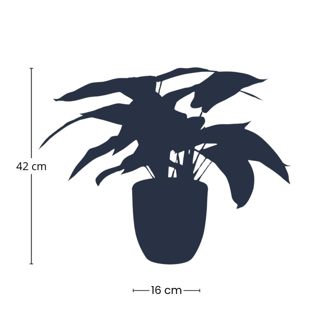 🌿 Calathea Zebrina – Realistische Kunstplant in Pot (42 cm)