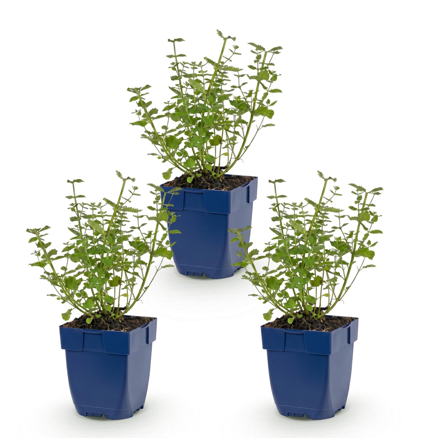🌿 Nepeta × faassenii 'Walker's Low' – Kattenkruid | 3 stuks