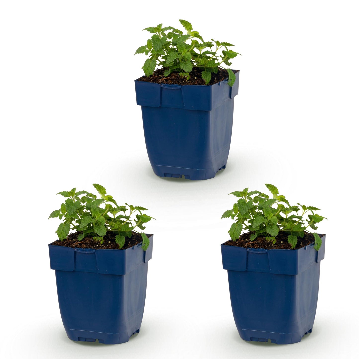 🌿 Nepeta × faassenii 'Snowflake' – Wit Kattenkruid | 3 stuks