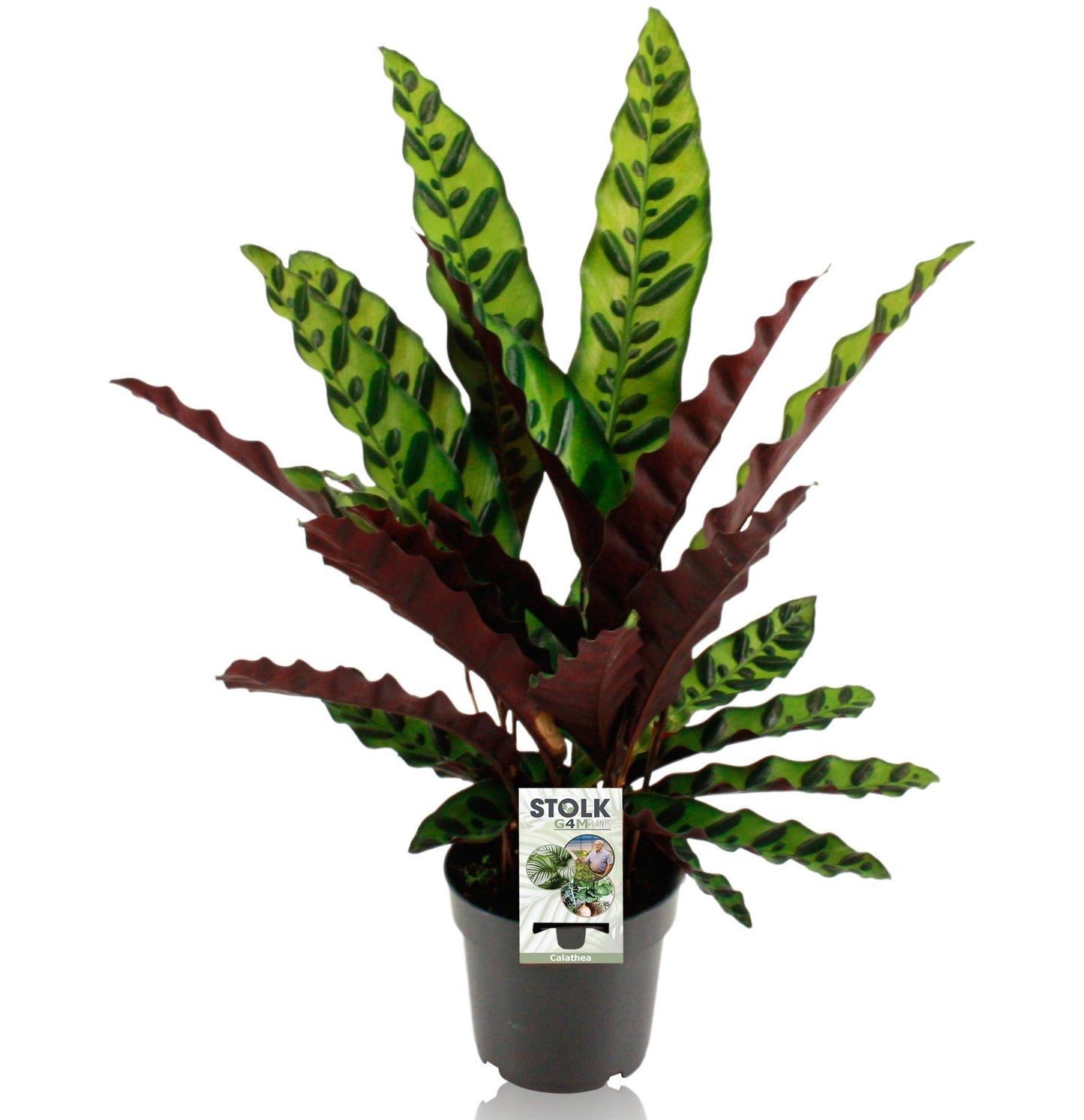 🌿 Calathea Lancifolia ‘Insignis’ | Ratelslang plant