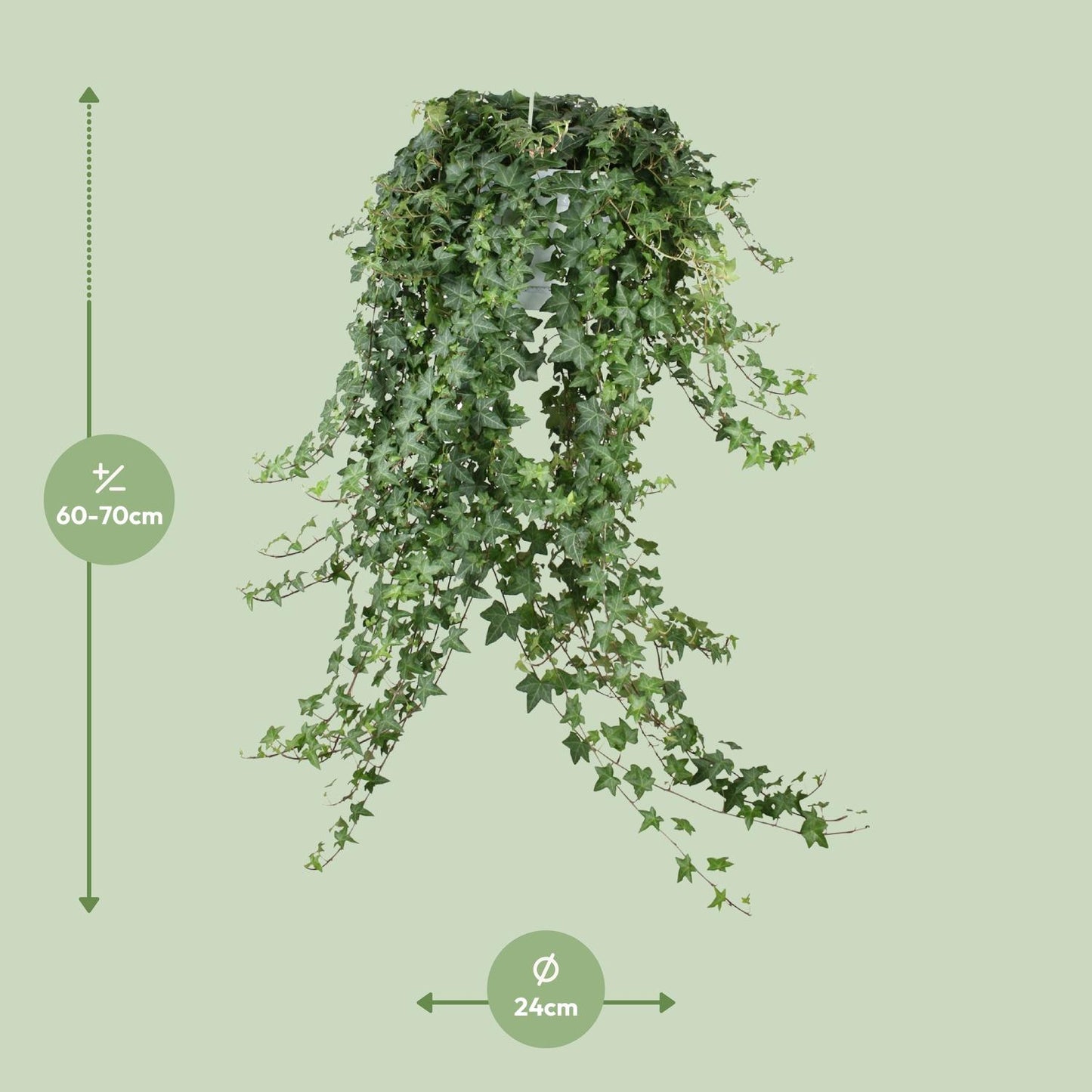 🌿 Hedera Helix ‘Pitsburg’ | XXL Hangplant Klimop