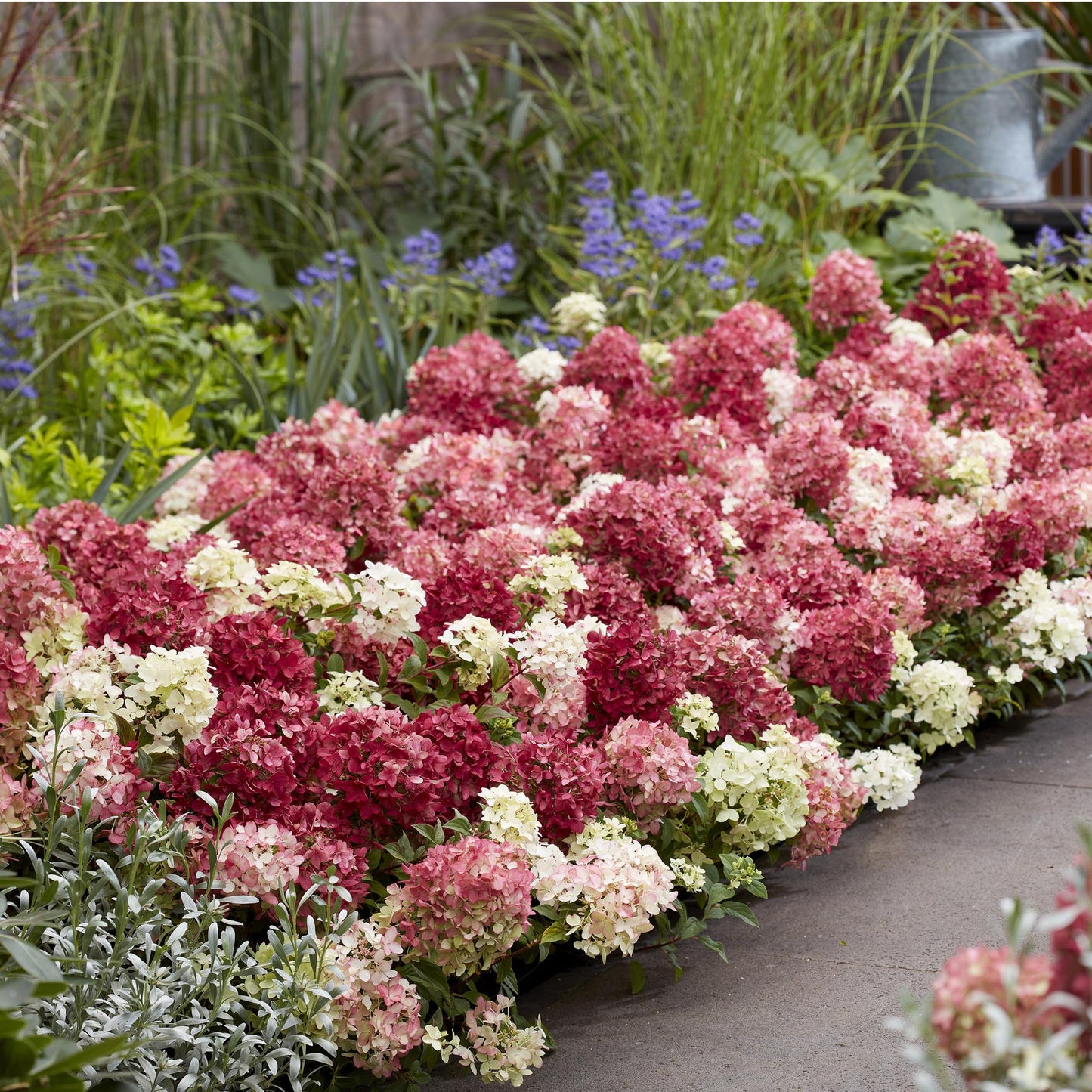 🌸 Hydrangea paniculata ‘Groundbreaker® Ruby’ | Pluimhortensia (4 Stuks)