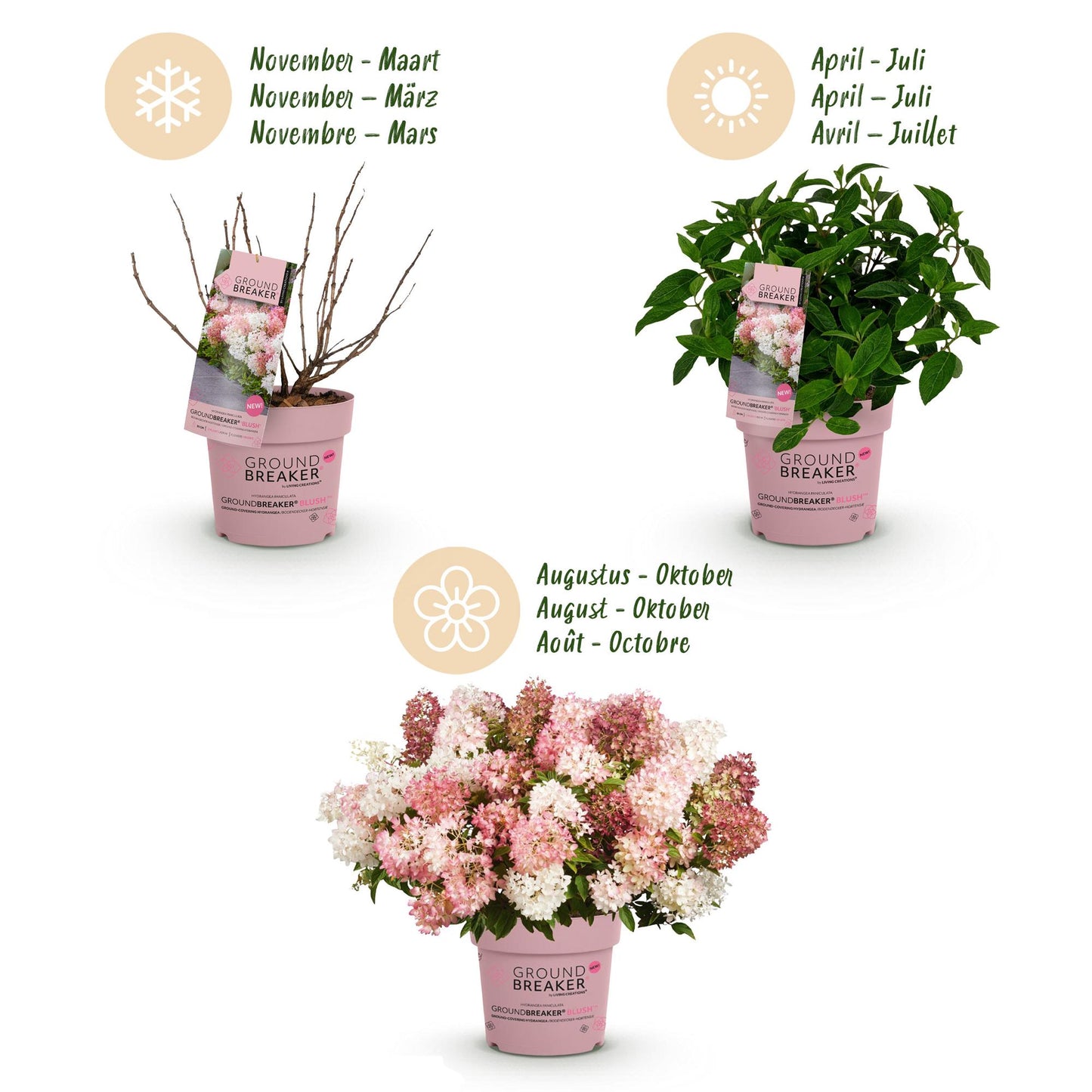 🌸 Hydrangea Groundbreaker Blush | Compacte Pluimhortensia
