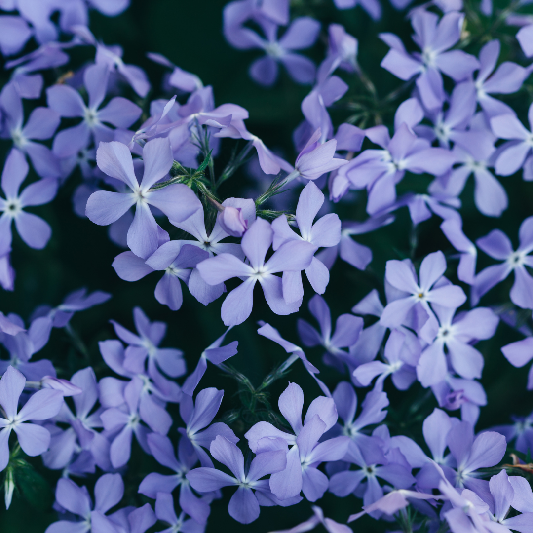 💜 Phlox subulata ‘Emerald Cushion Blue’ – Kruipphlox | (12 stuks)