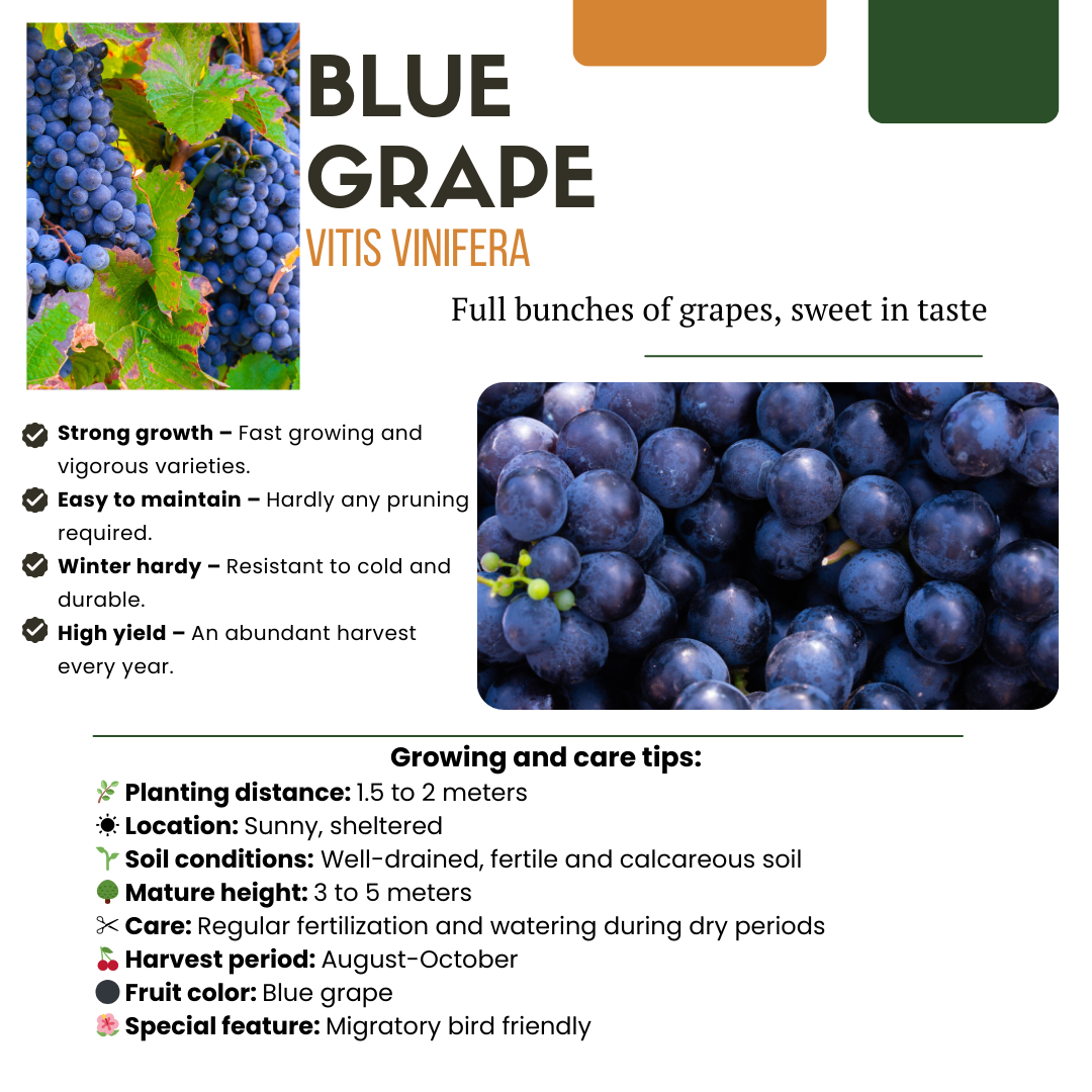 🍇 BIO Fruitplanten Mix ‘Vruchten Oase’ (5 Stuks)