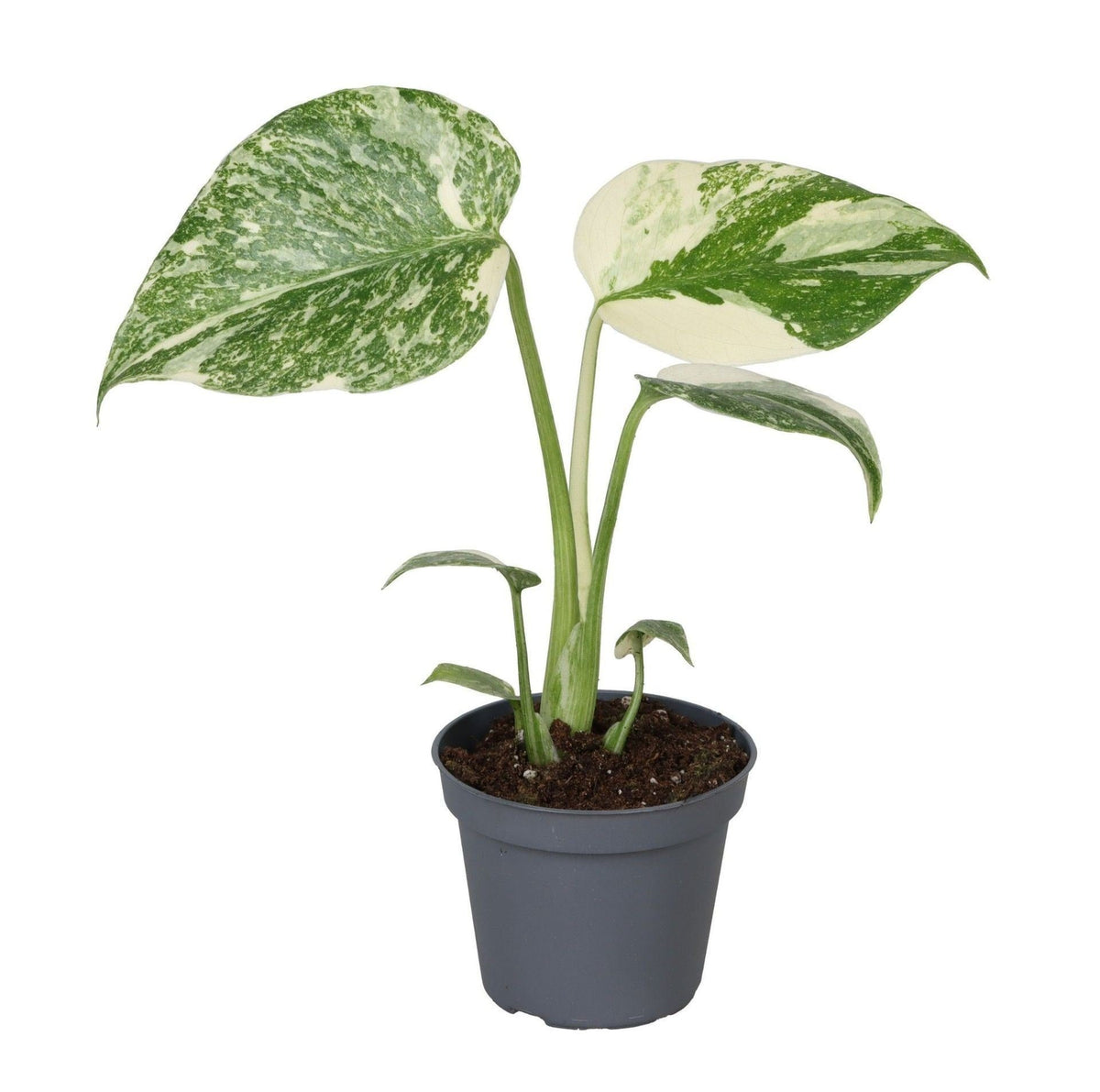 🤍 Monstera deliciosa ‘Crème Brûlée’ – Exclusieve bonte Monstera