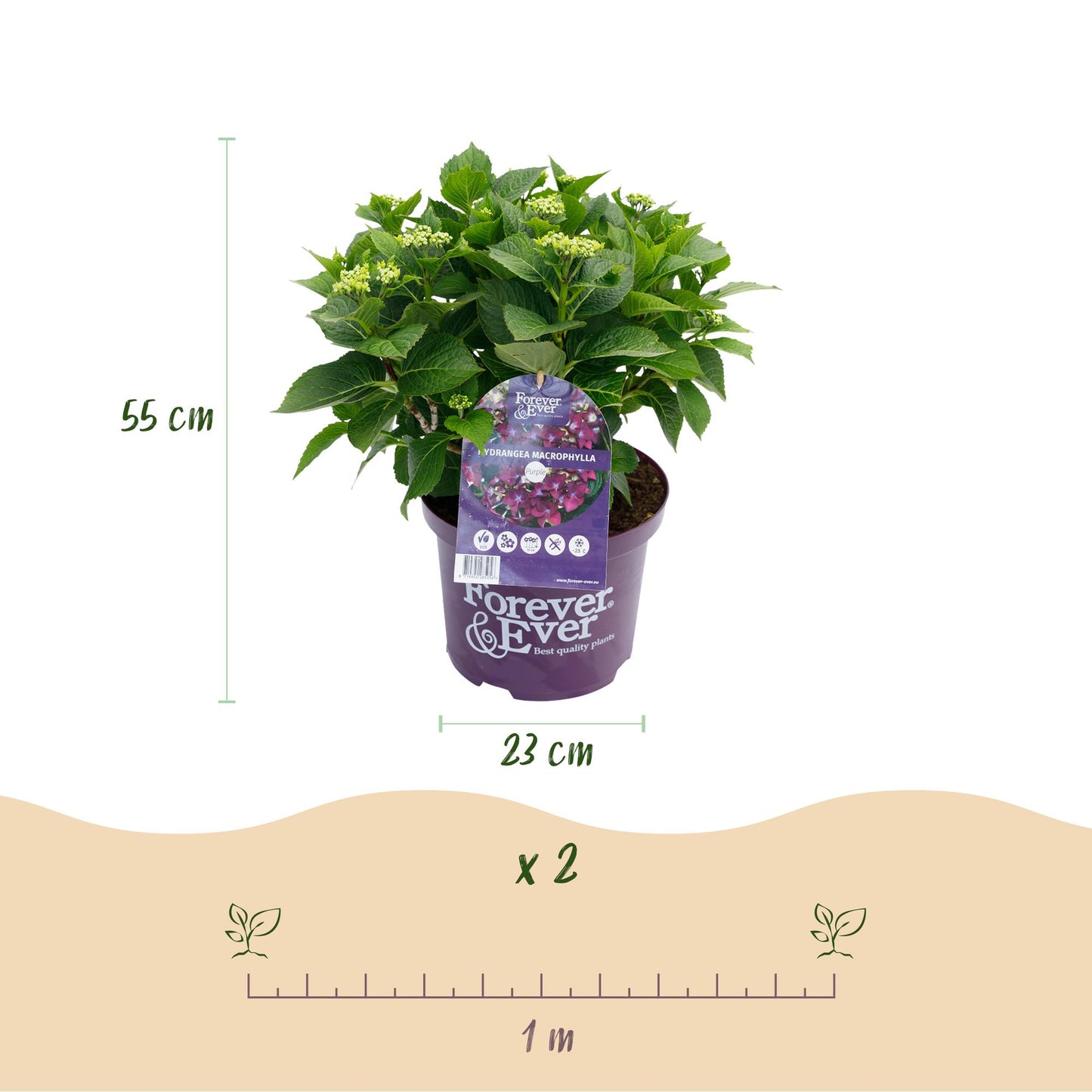 🌸 Hydrangea Forever & Ever Paars – Hortensia | 2 Planten