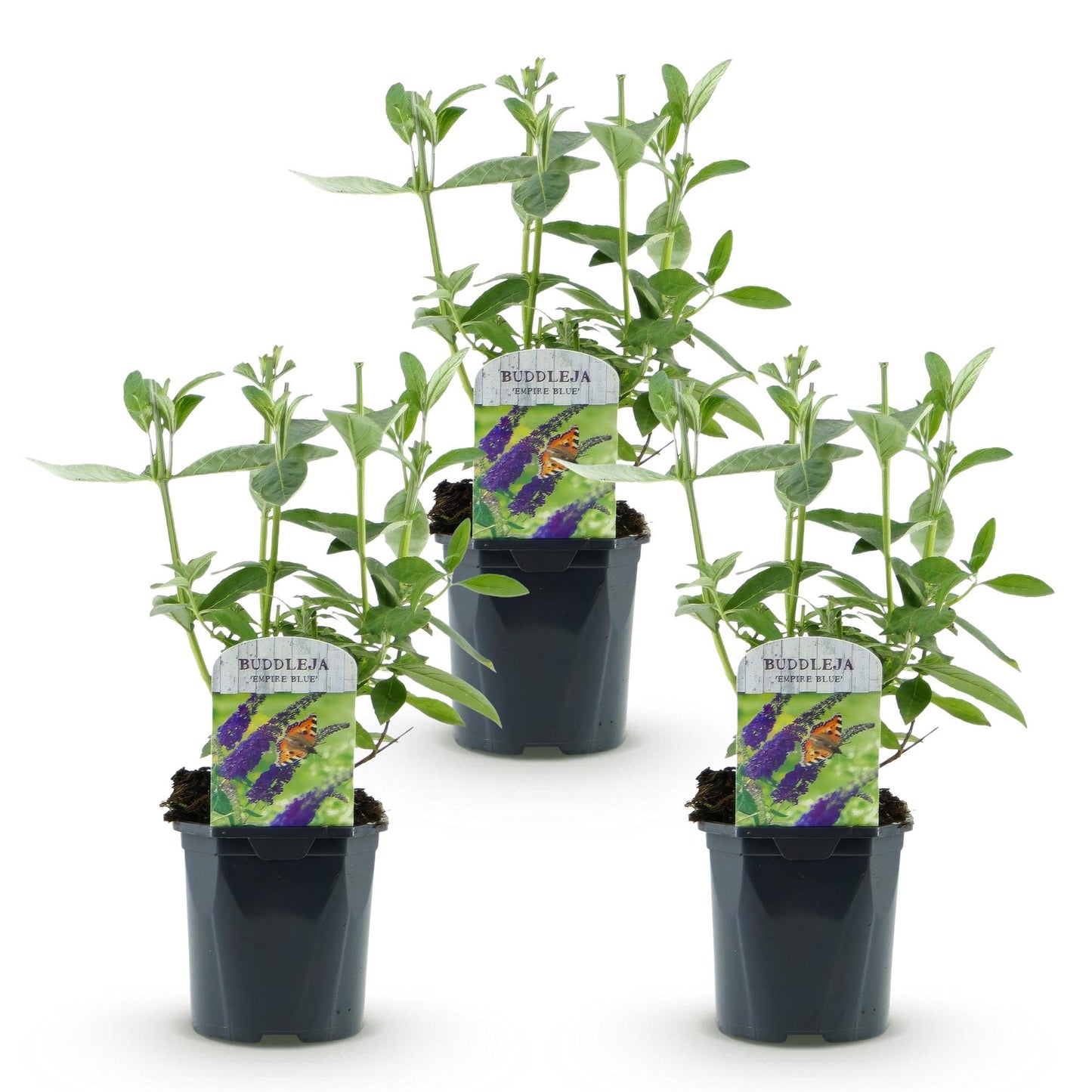🦋 Buddleja davidii ‘Empire Blue’ – Blauwe Vlinderstruik | (3 stuks)