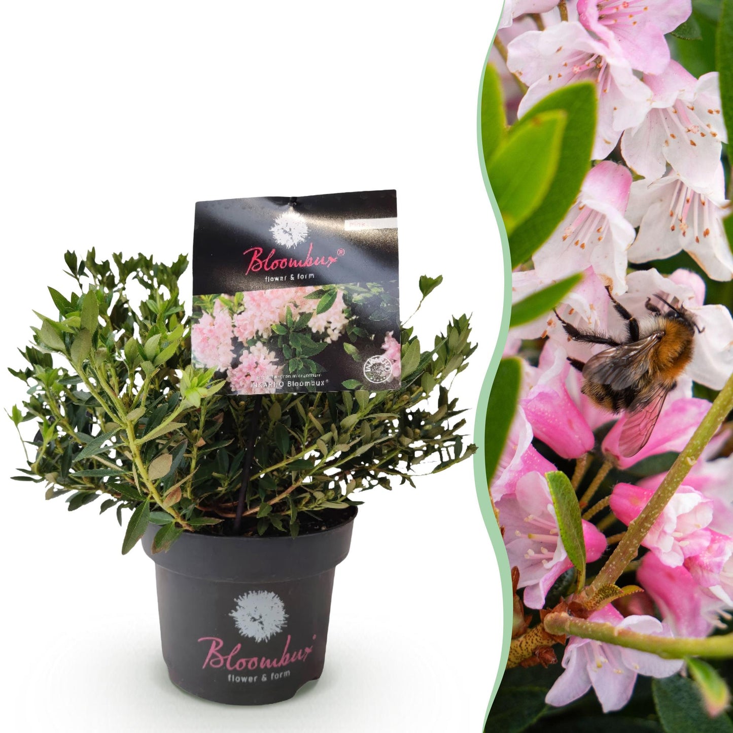 🌸 Dwerg Rhododendron ‘Bloombux Light Pink’