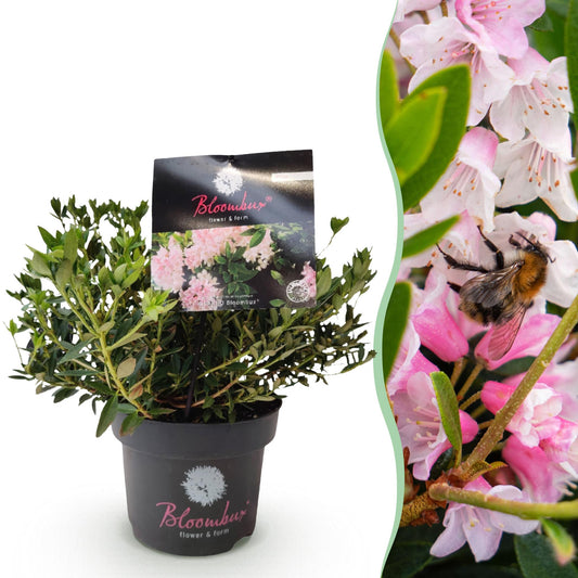 🌸 Dwerg Rhododendron ‘Bloombux Light Pink’