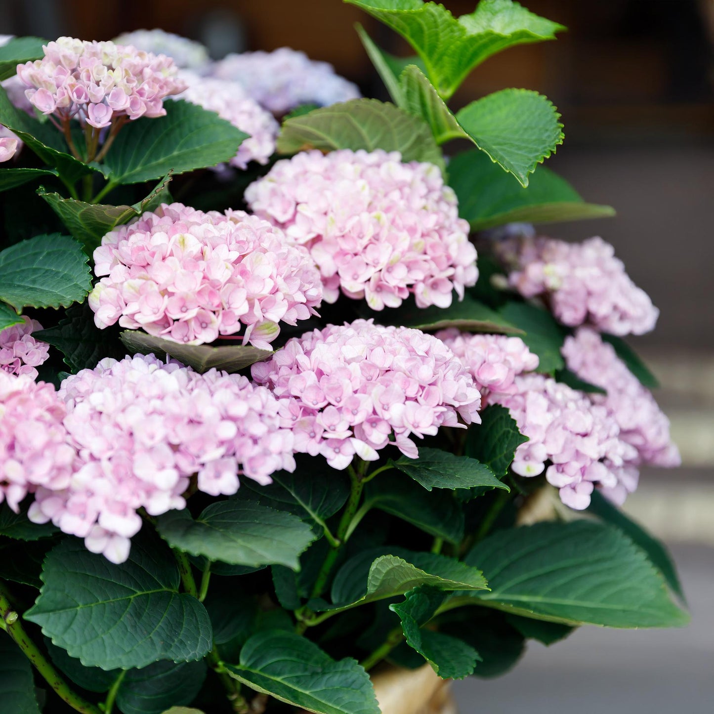 🌸 Hydrangea ‘Magical Revolution Pink’ – Roze Hortensia | (2 stuks)