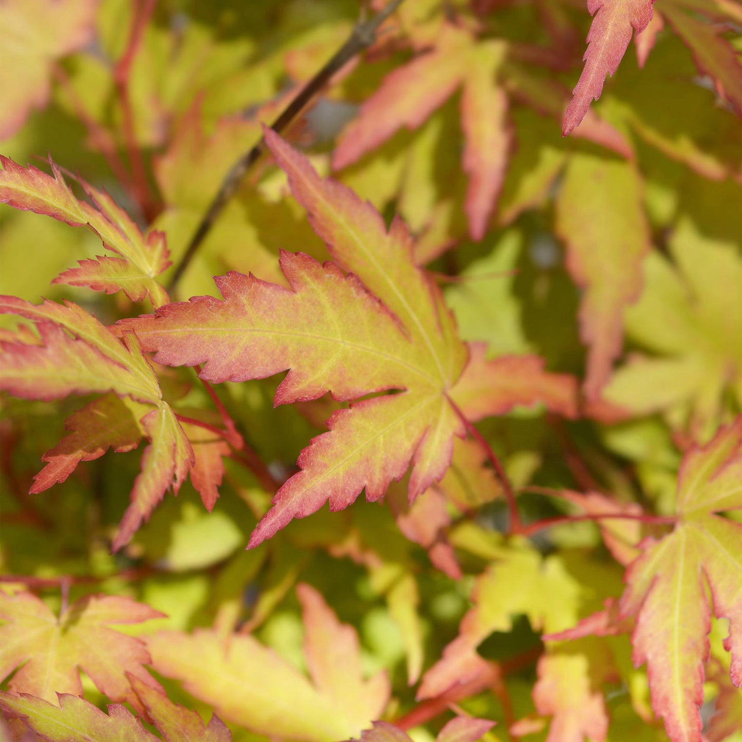 🍁 Acer palmatum ‘Sangokaku’ – Japanse Esdoorn Groen (3 stuks)