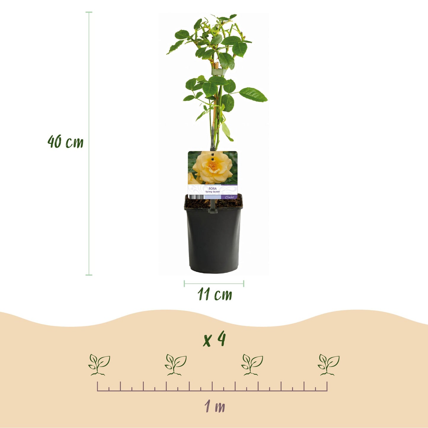 🌼 Rosa ‘Spring Queen’ – Klimroos (2 Stuks)