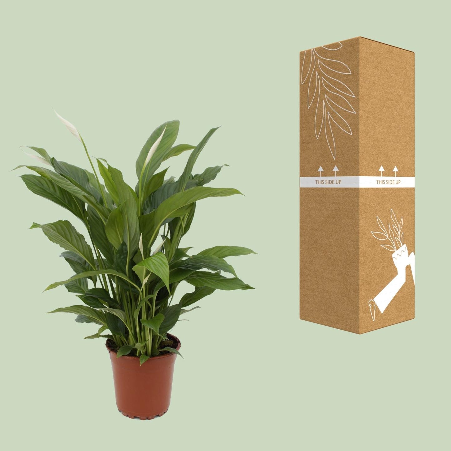 🌿 Spathiphyllum ‘Torelli’ | Grote Lepelplant met Witte Bloemen