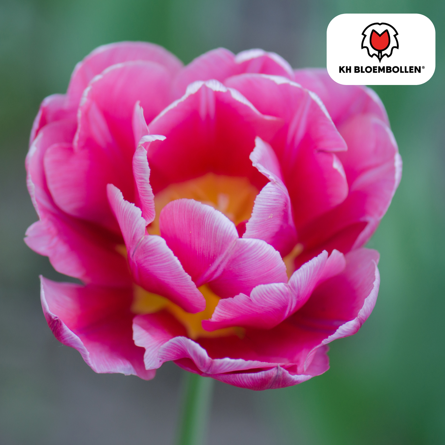 🌷 Tulpenbollen ‘Columbus’ – Roze-Witte Dubbelbloemige Pioentulp (20 Stuks)