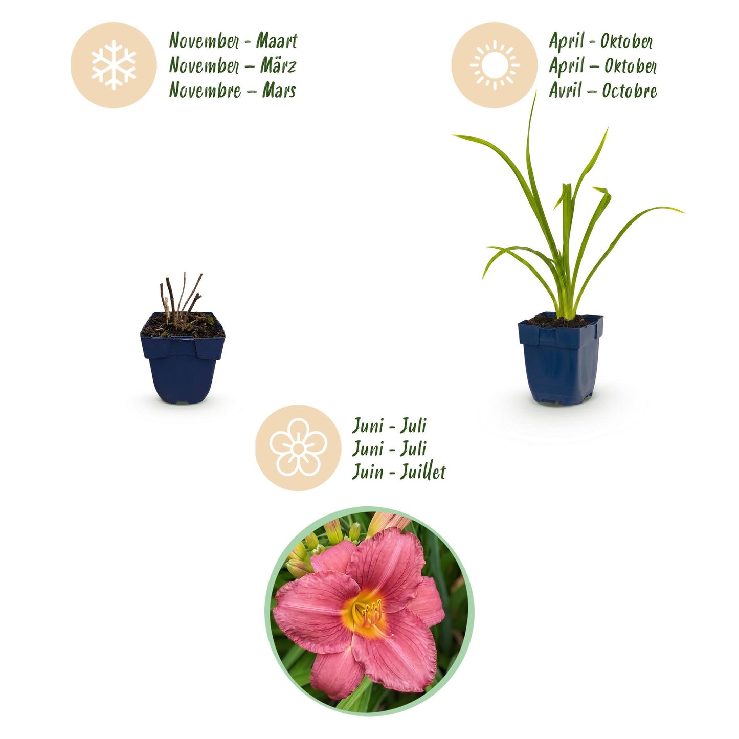 🌿 Hemerocallis 'Summer Wine' – Paarse Daglelie | 3 stuks