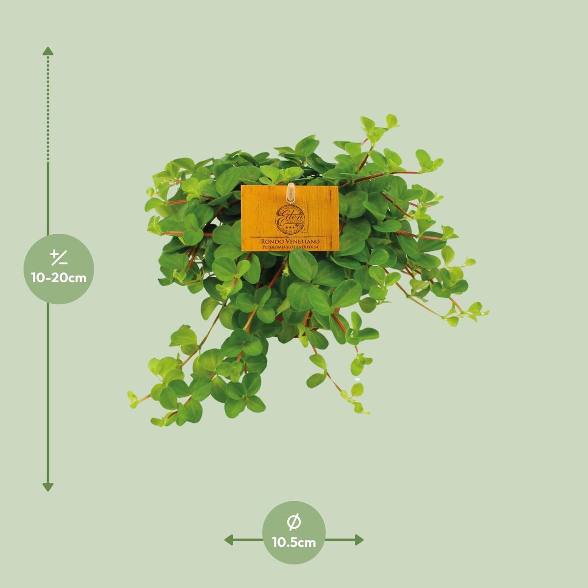 🌿 Peperomia Rotundifolia