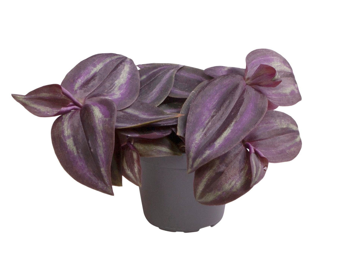 💜 Tradescantia ‘Purple Joy’ – Paarse kamerplant met roze tinten