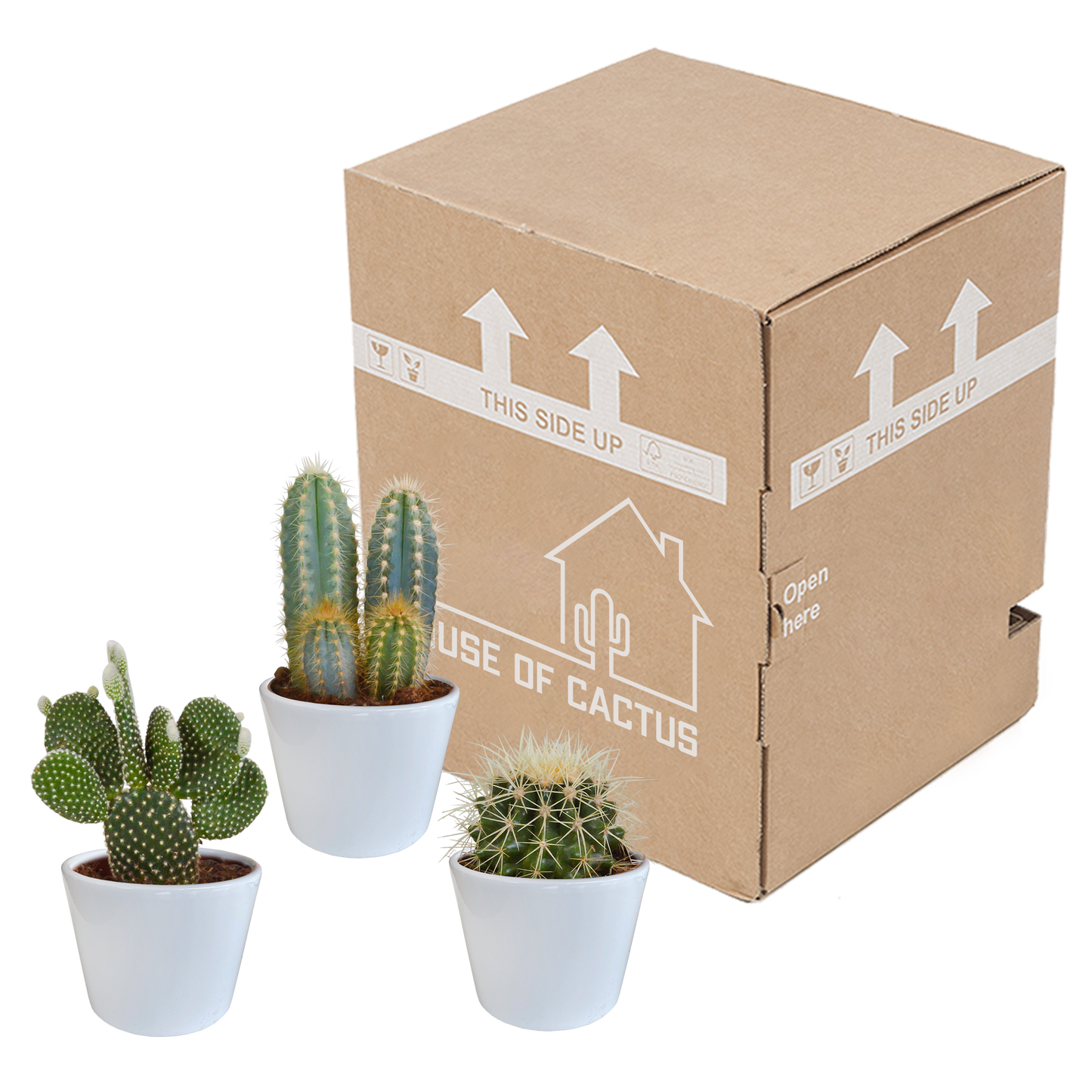 🌵 Cactus Mix – 3 stuks – Ø10,5cm – In witte pot – Stoer & Onderhoudsarm