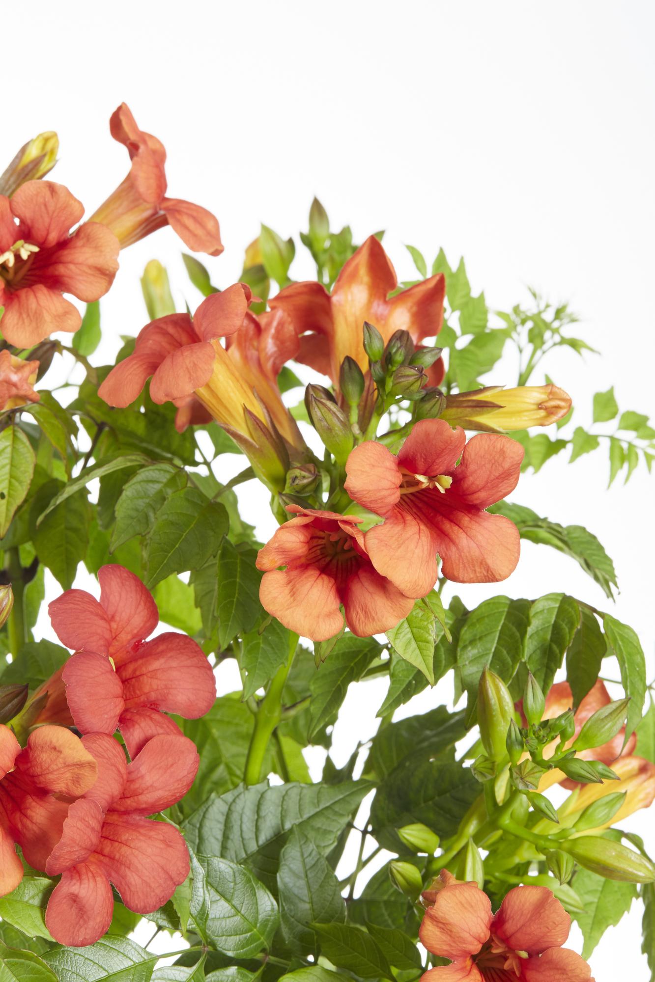 🌺 Campsis ‘Summer Jazz Fire Trumpet’ – Trompetbloem (2 Stuks)