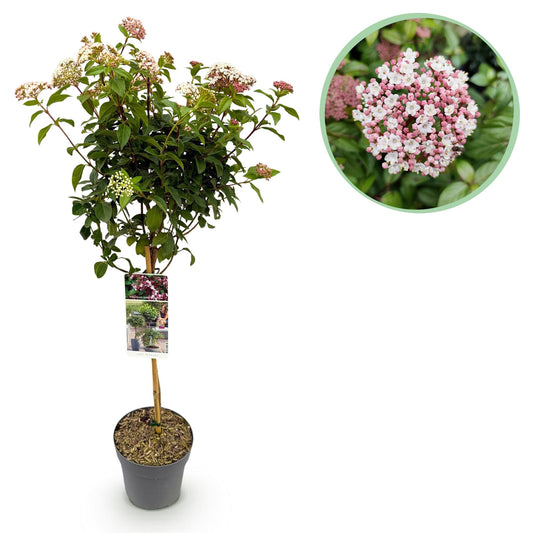 🌸 Viburnum tinus ‘Eve Price’ – Viburnum op Stam