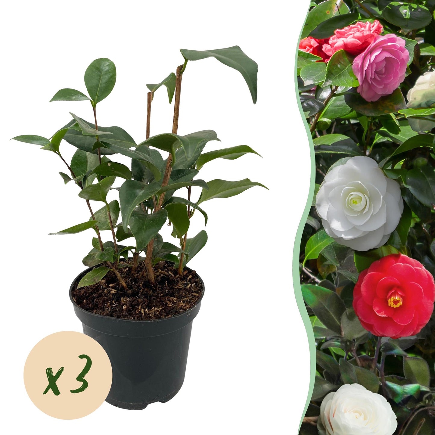🌸 Camellia japonica ‘Tricolour’ – Camelia (3 Stuks)