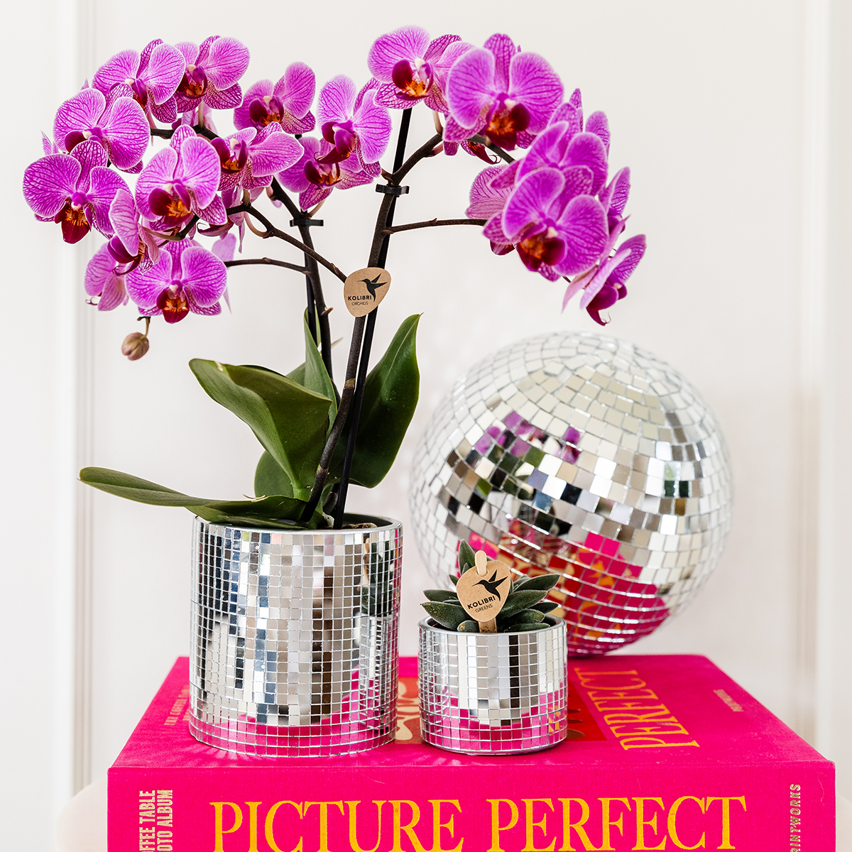 💜 Kolibri Company Plantenset Disco | Paarse Vienna Orchidee Ø9cm + Succulent in Keramieken Sierpotten