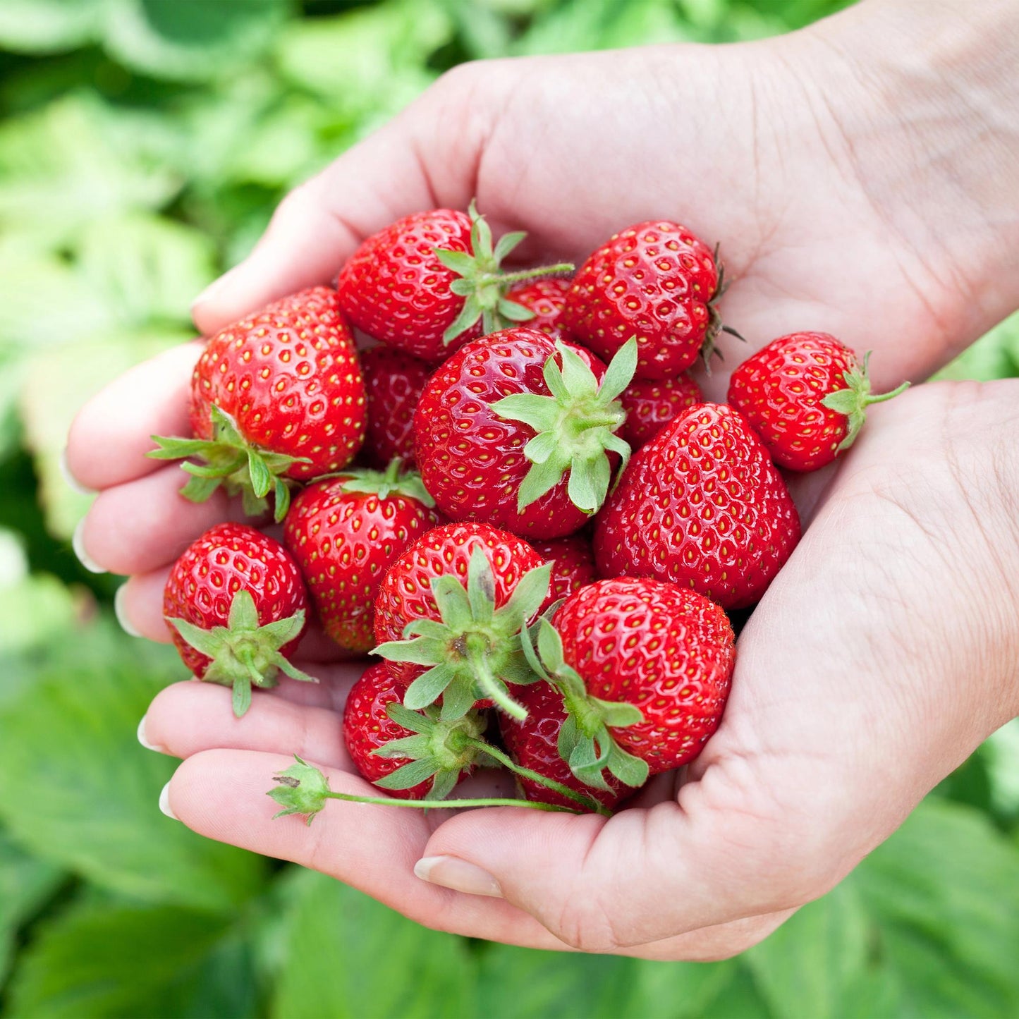 🍓 Fragaria ‘Elvira’ – Aardbeiplant | (6 stuks)