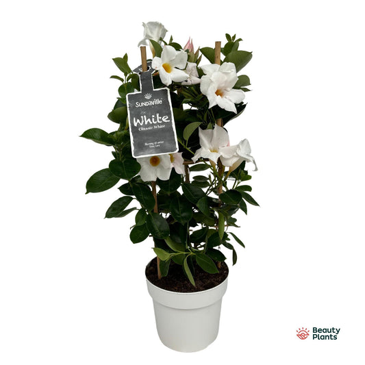 🌸 Mandevilla (Dipladenia) ‘Sundaville White’